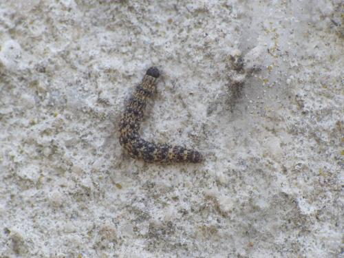 Réf. 244 692 : Enolmis sp.